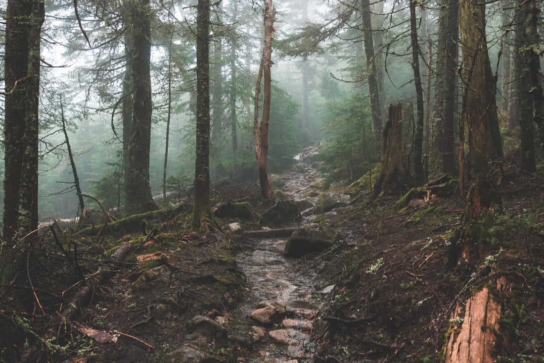 Wald im Nebel, Pfad und unebener Boden, ohne Person